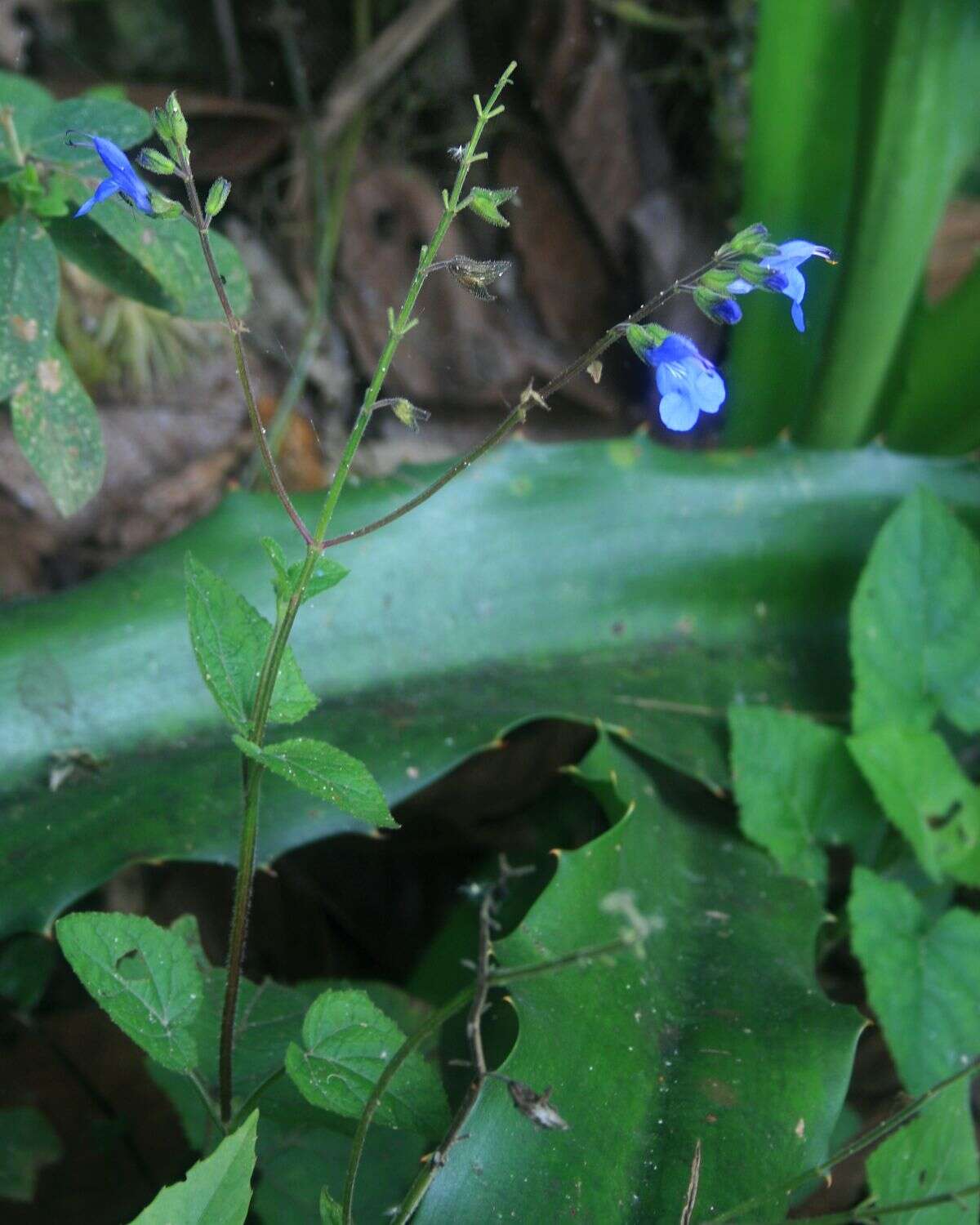 Salvia scutellarioides Kunth resmi