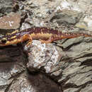 Image of Lycian salamander