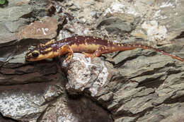 Image of Lycian salamander