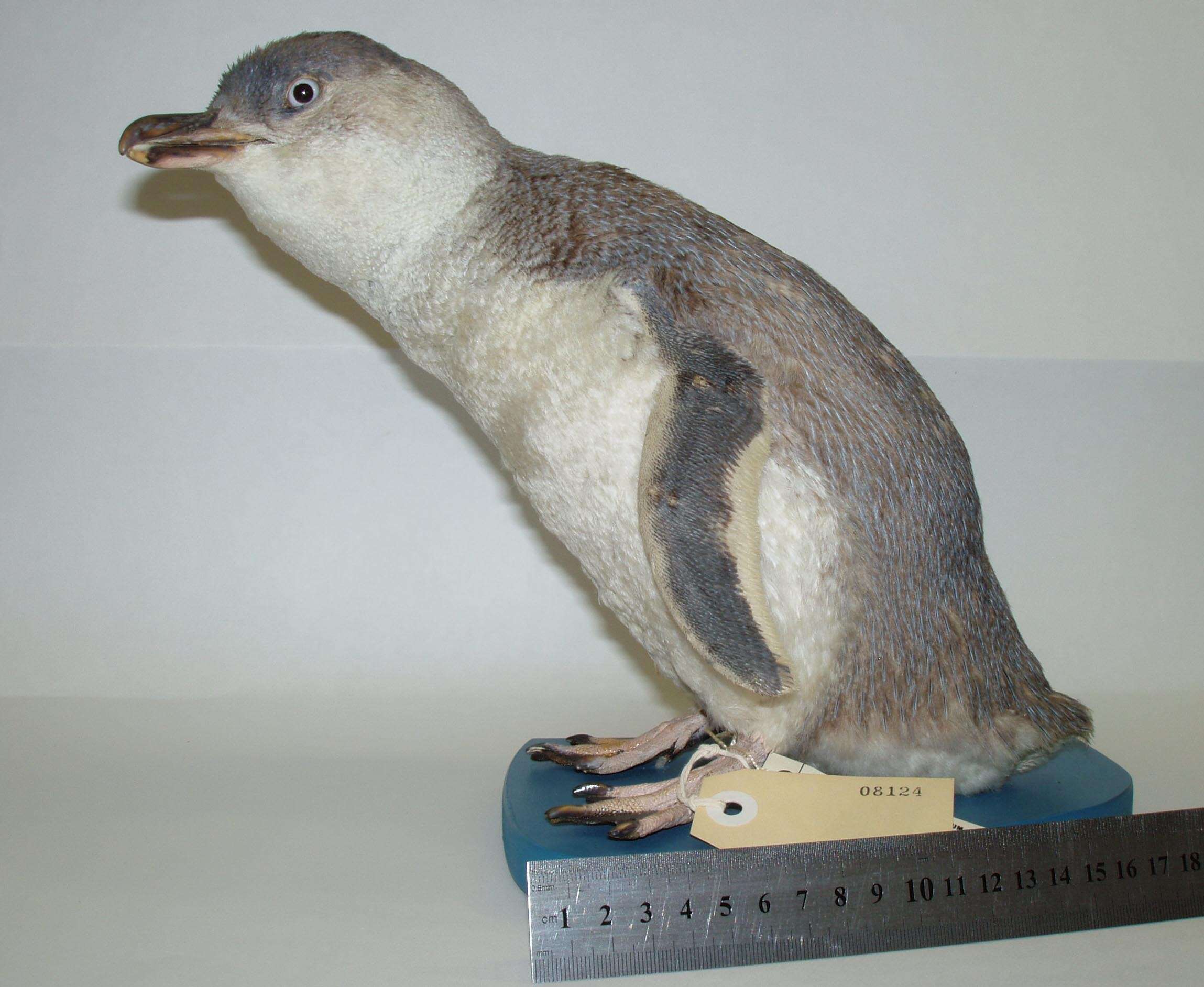 Image of White-flippered Penguin