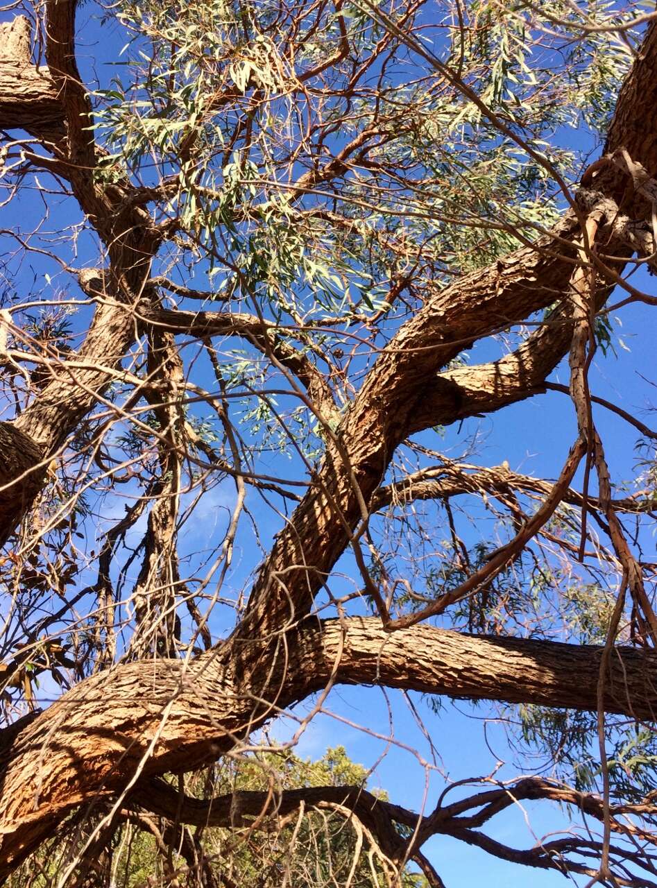 Eucalyptus radiata A. Cunn. ex DC. resmi