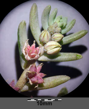 Sedum hispanicum L. resmi