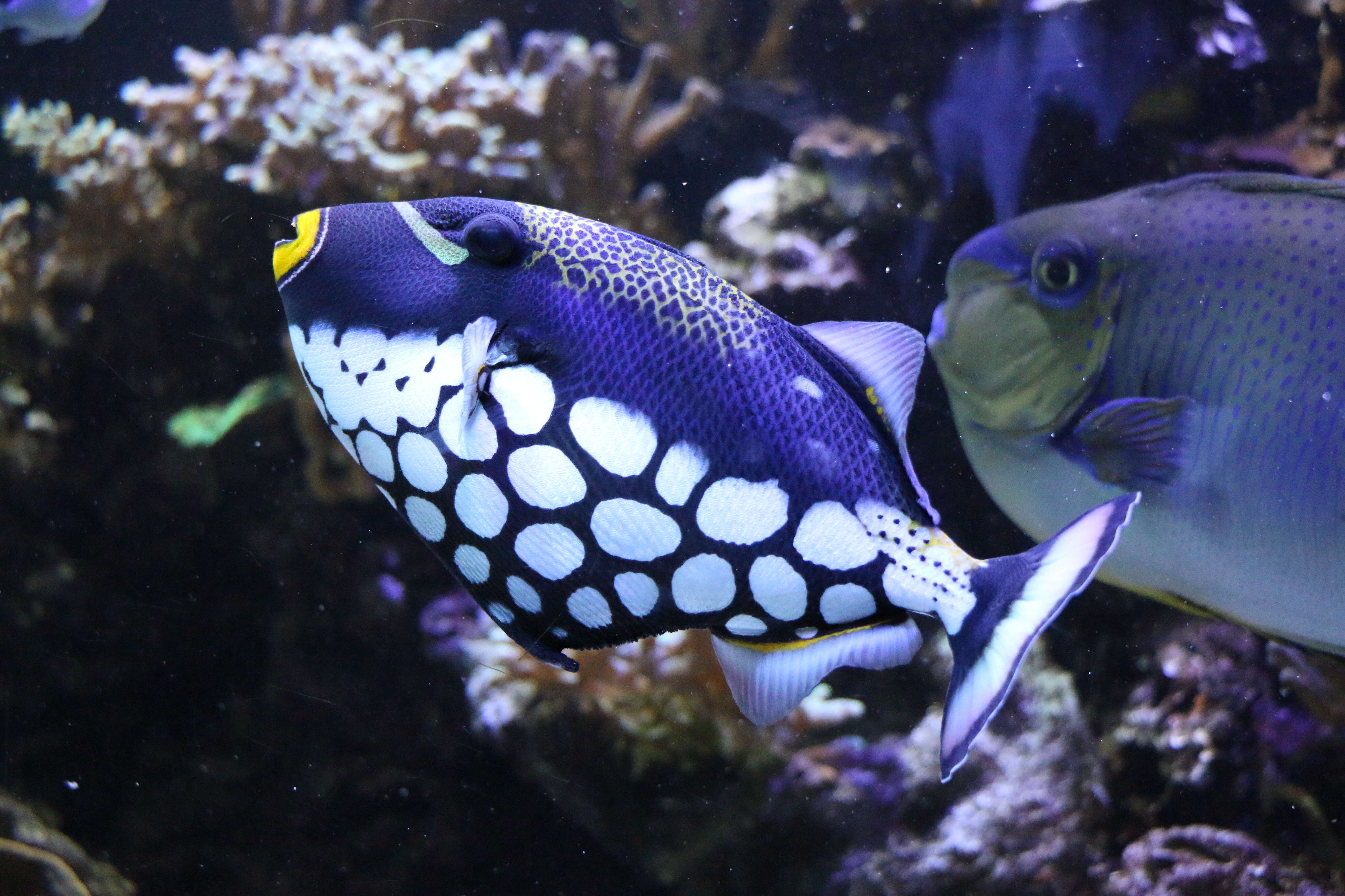 Image of clown triggerfish