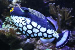 Image of clown triggerfish