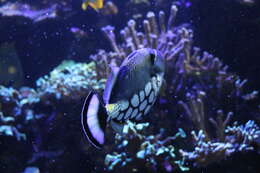 Image of clown triggerfish