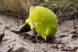 Image of Reischek's Parakeet