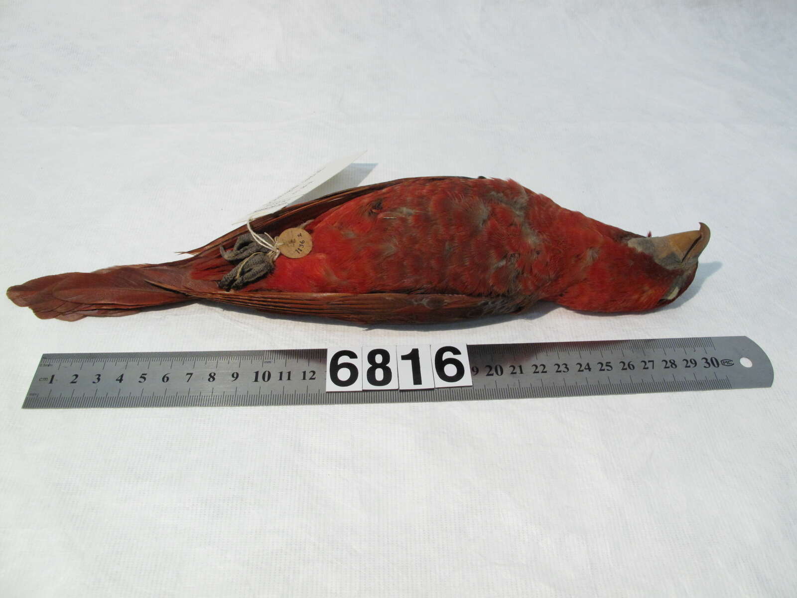 Image of Chalcopsitta cardinalis