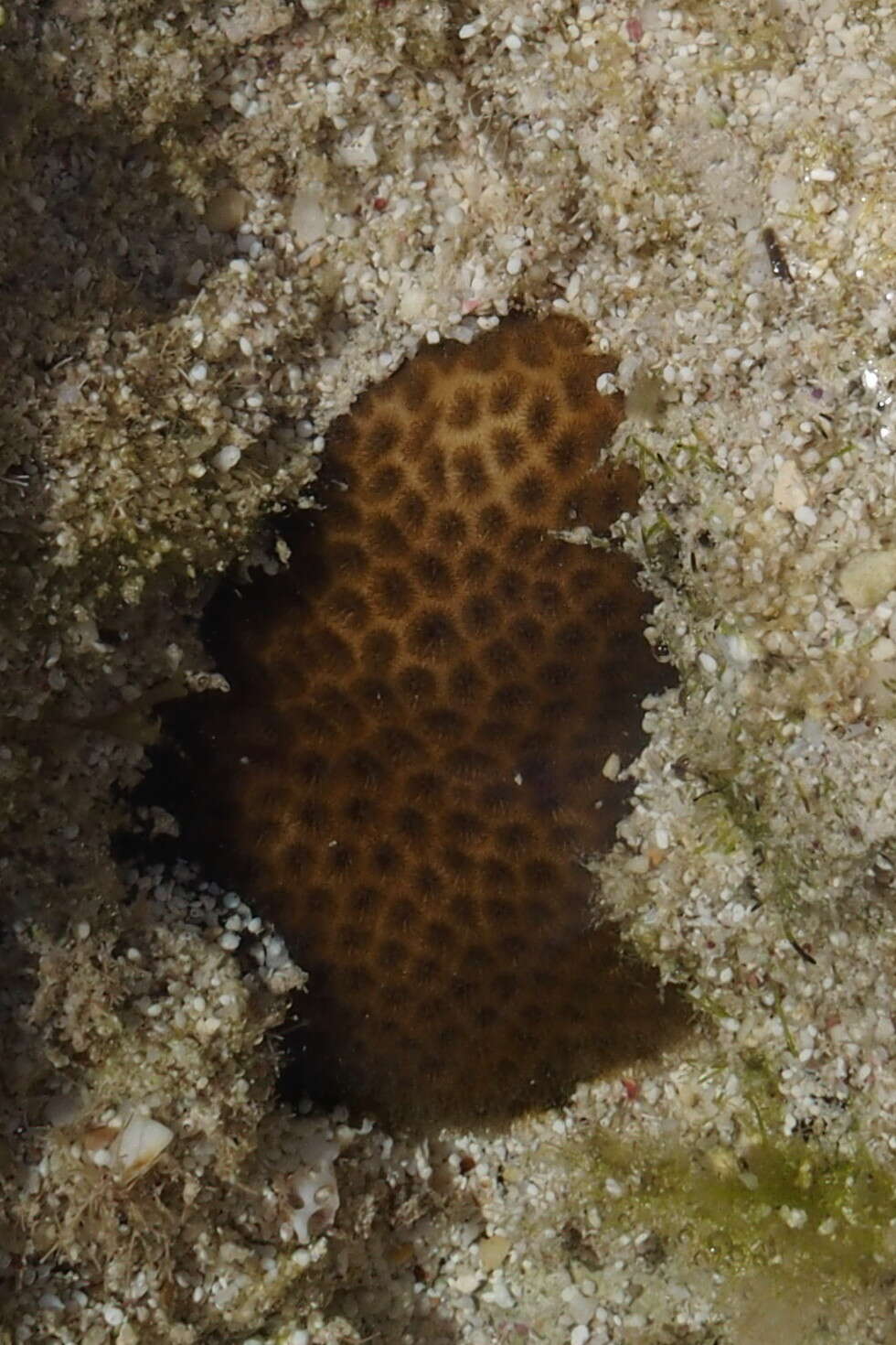 Image of stony corals