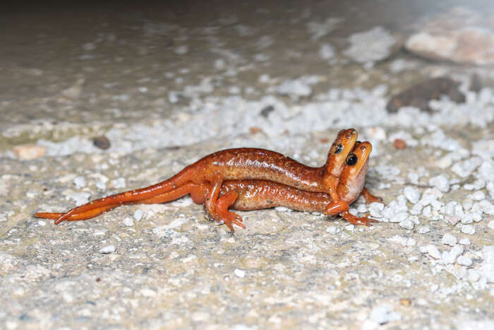 Image of Luschan’s salamander