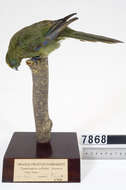 Image of Malherbe's Parakeet