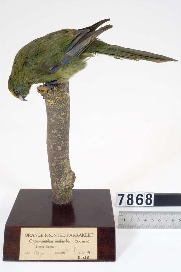 Image of Malherbe's Parakeet