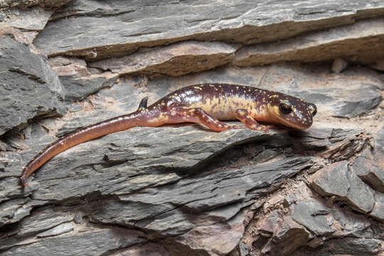 Image of Lycian salamander