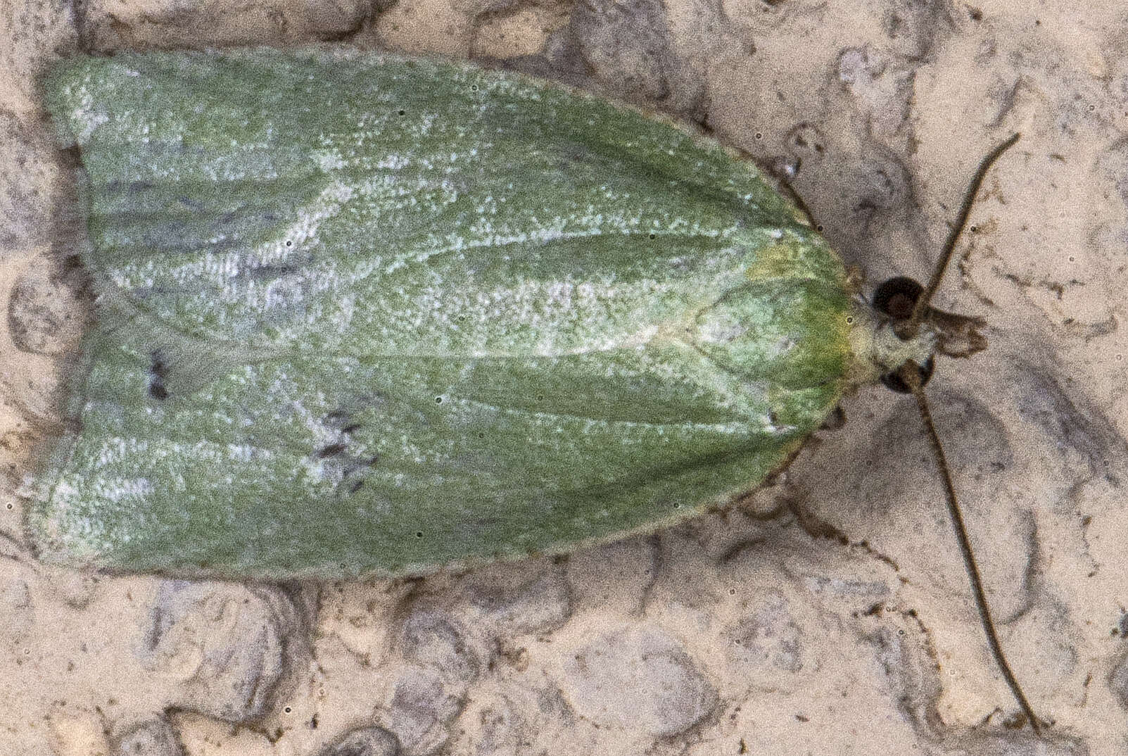 Image of green oak tortrix