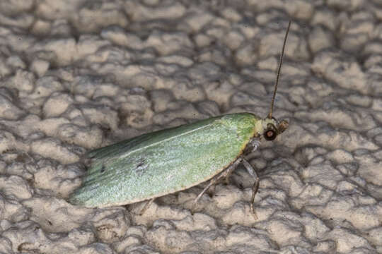 Image of green oak tortrix