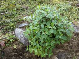 Image of sticky snakeroot