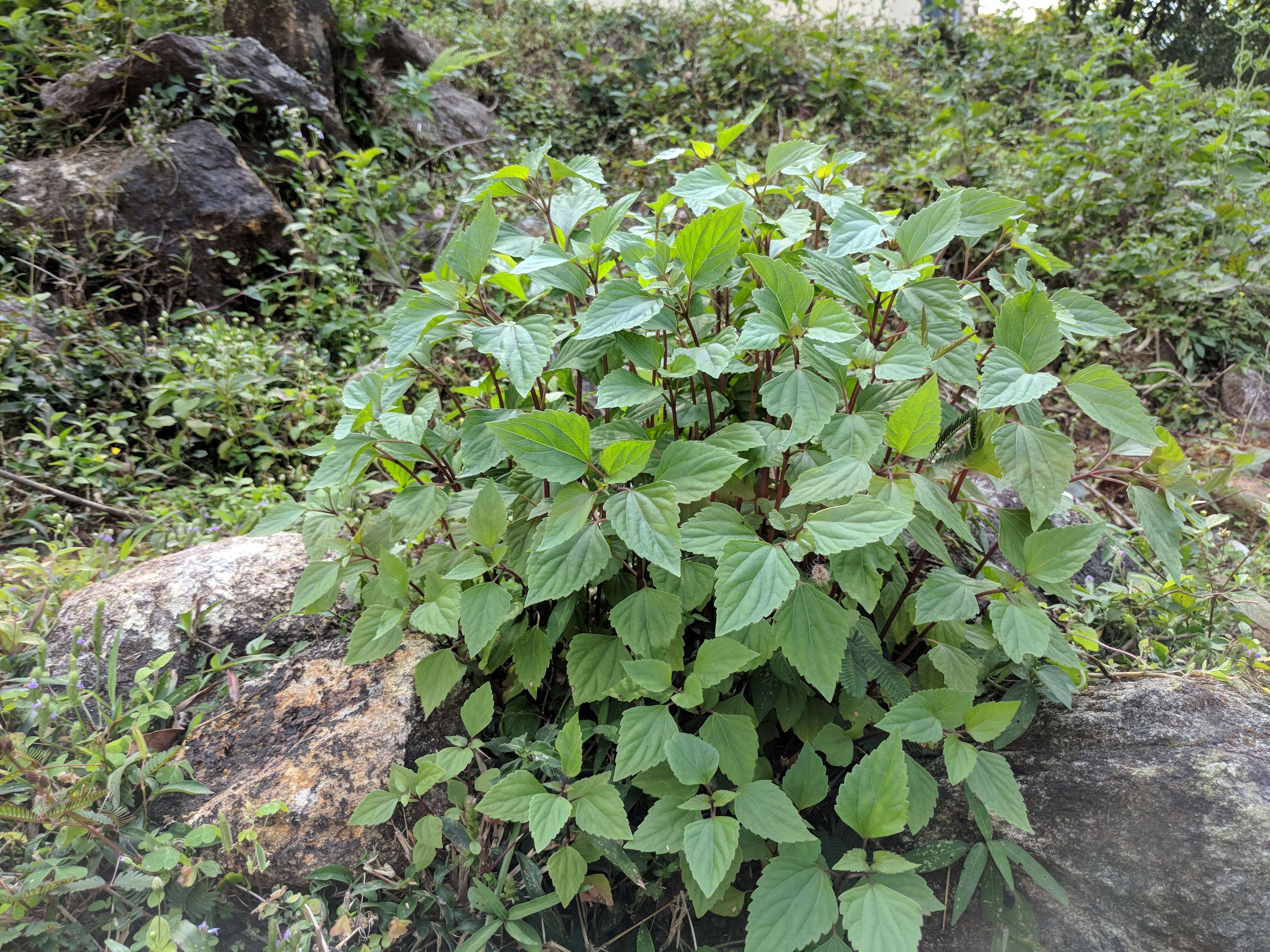 صورة Ageratina adenophora (Spreng.) R. King & H. Rob.