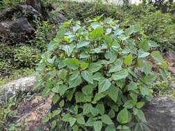 Image of sticky snakeroot