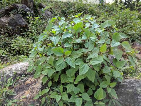 Image of sticky snakeroot