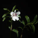 Image of Mrs. Sander's Dendrobium