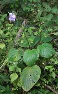 Image of Canterbury bells