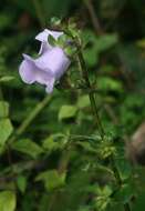 Image of Canterbury bells