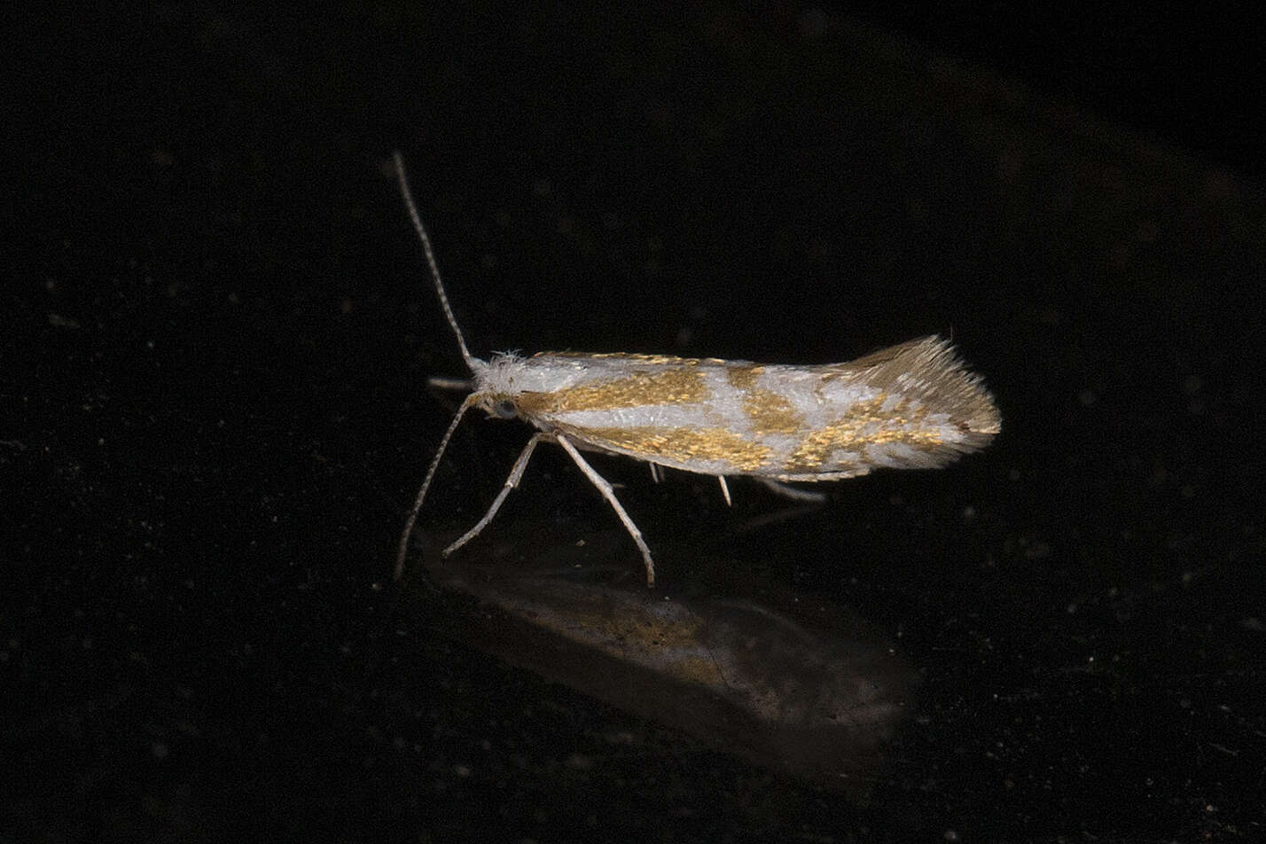 Image of Argyresthia abdominalis Zeller 1839