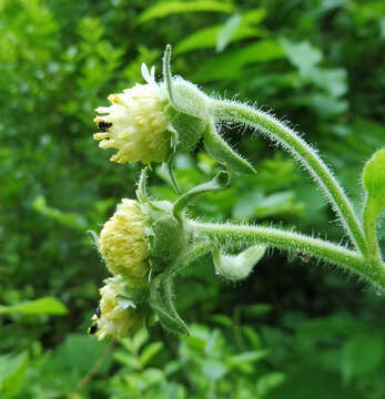 Image of whiteflower leafcup