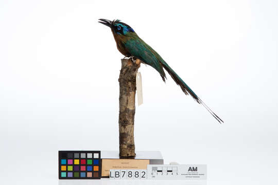 Image of Amazonian Motmot