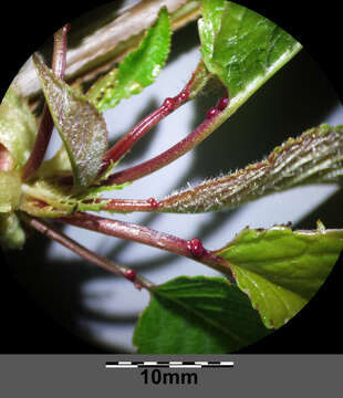 Image of gean, wild cherry