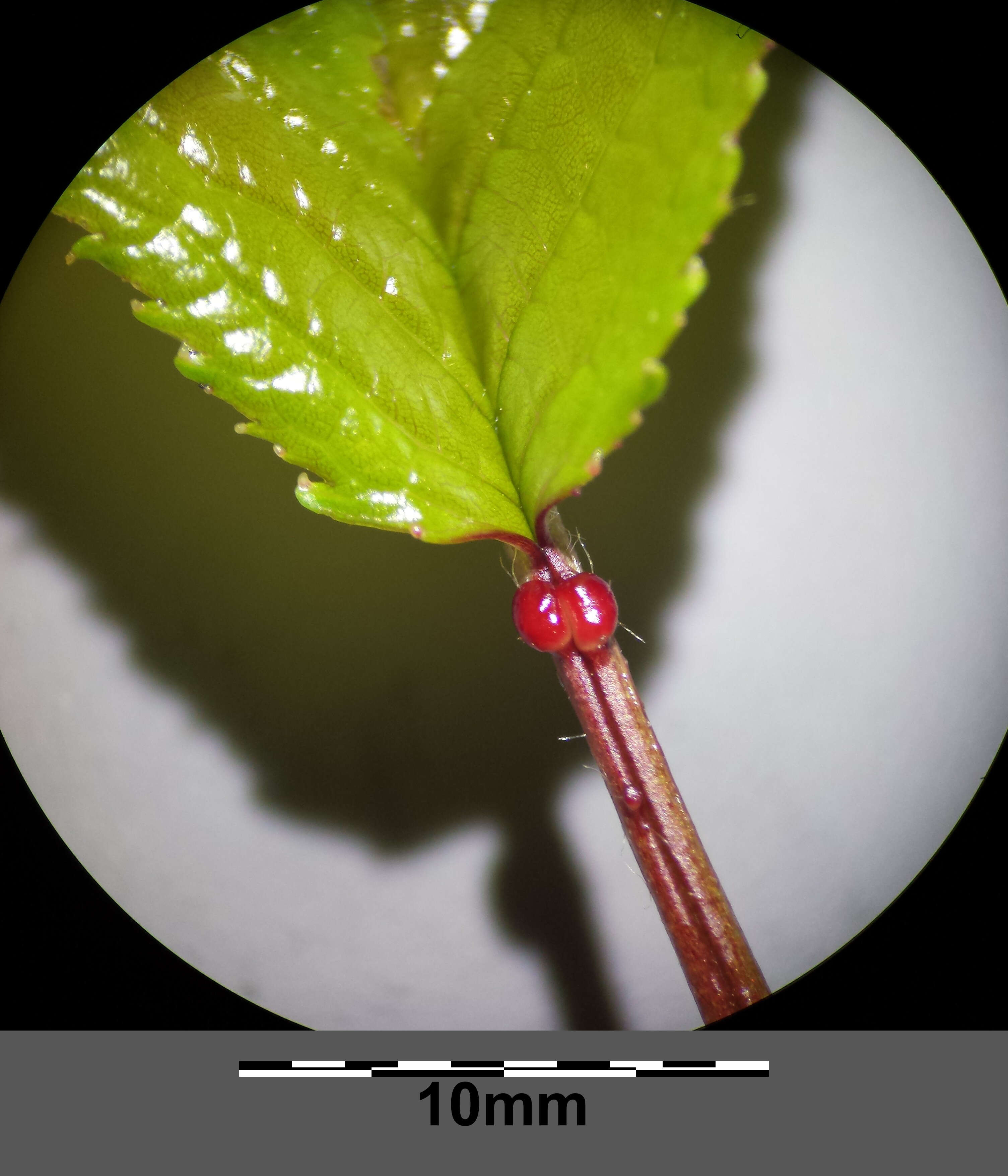 Image of gean, wild cherry