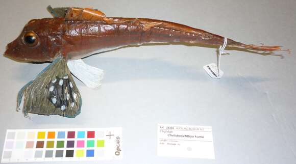 Image of Bluefin Gurnard