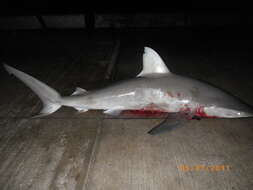 Image of Galapagos Shark