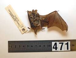 Image of Long-tailed Wattled Bat