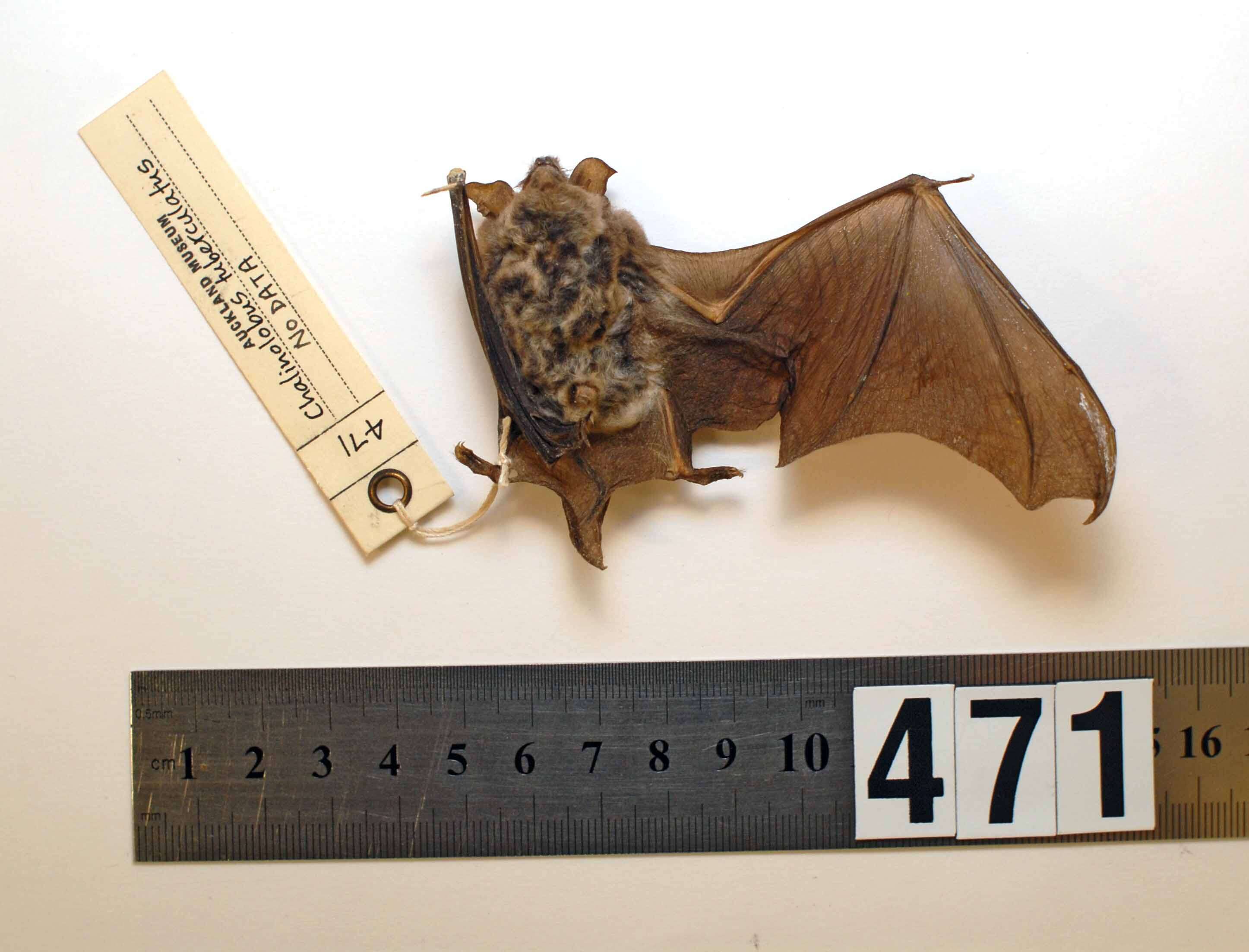 Image of Long-tailed Wattled Bat