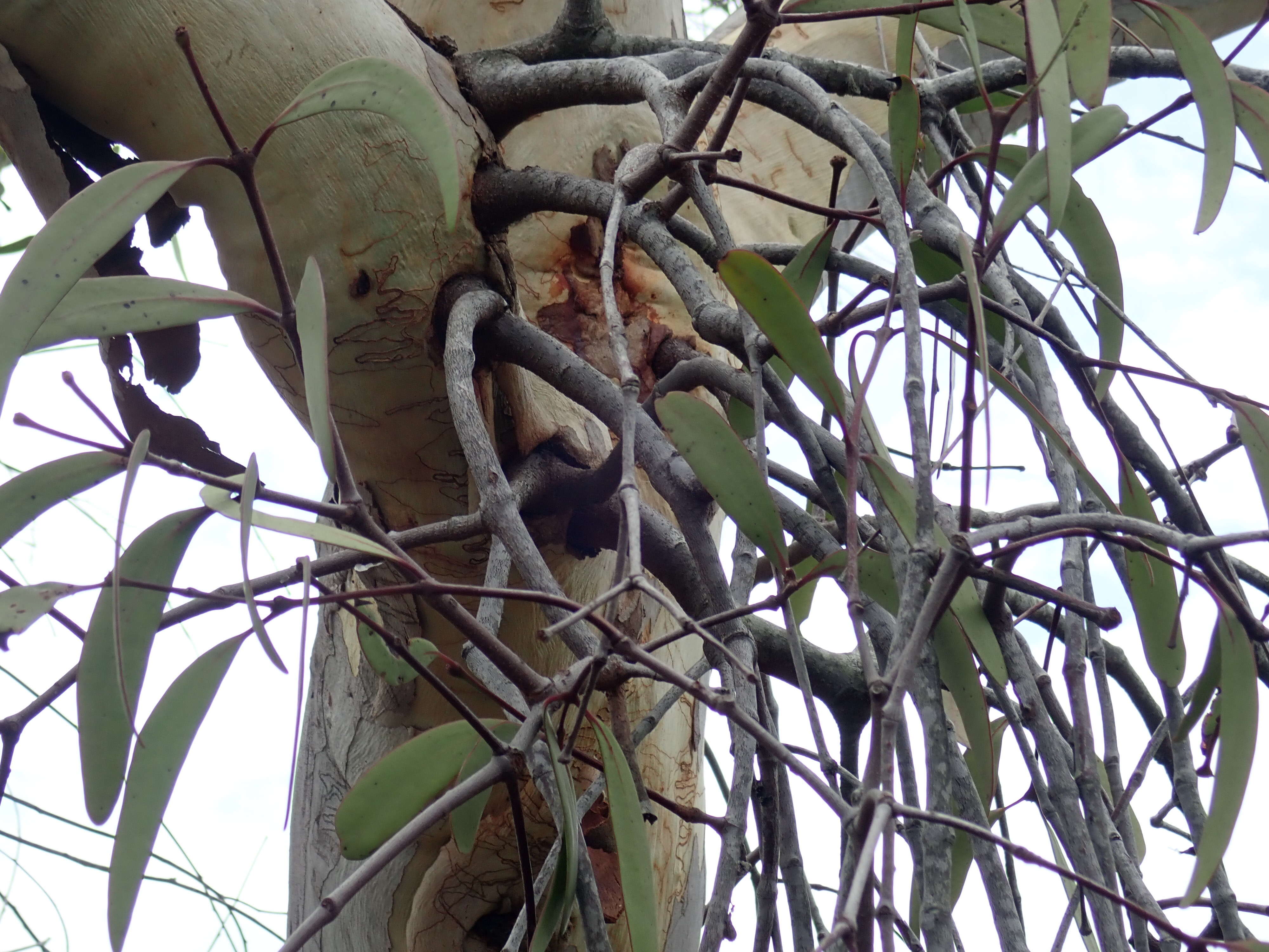 Eucalyptus haemastoma Sm. resmi