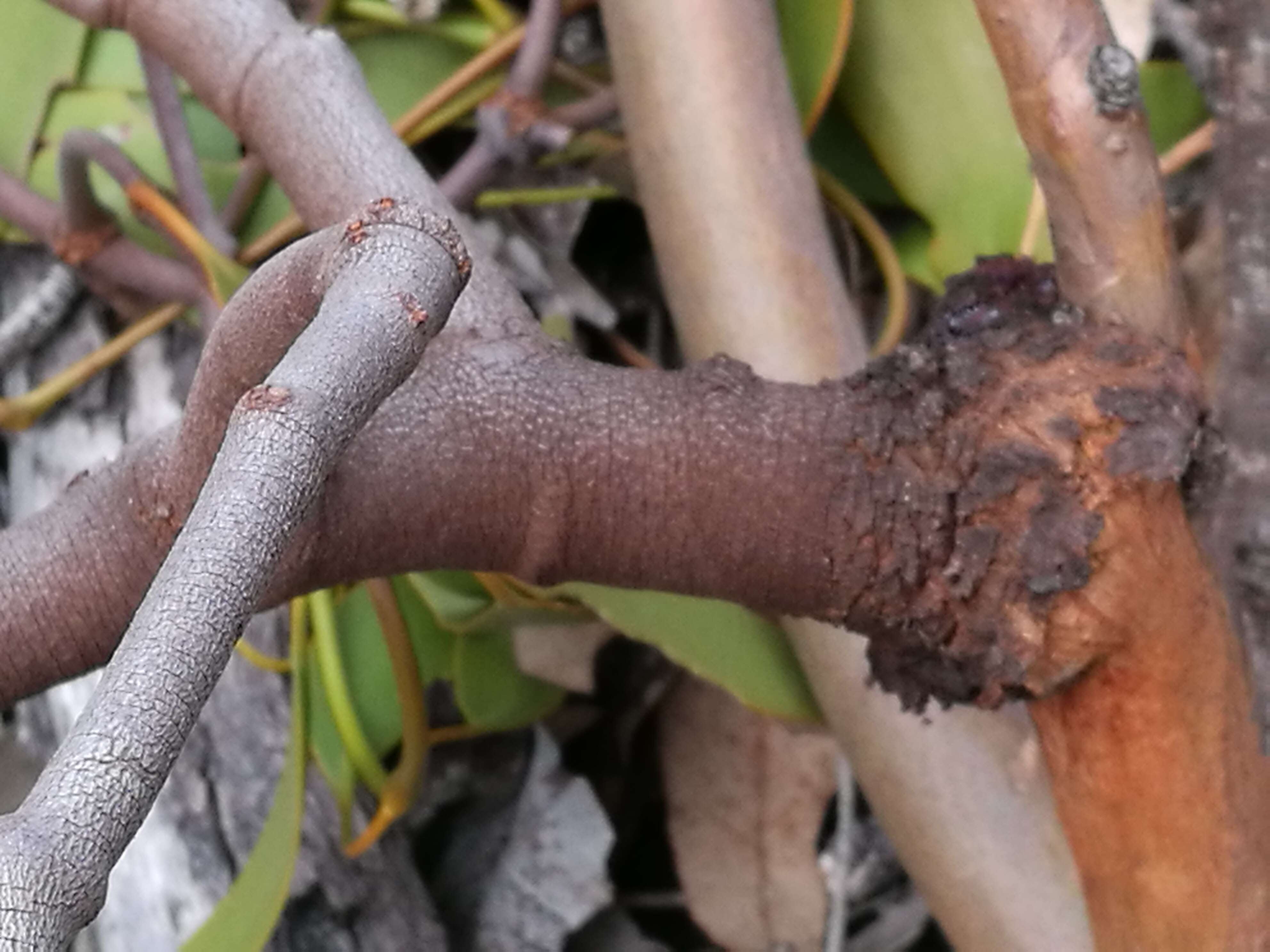 Eucalyptus haemastoma Sm. resmi