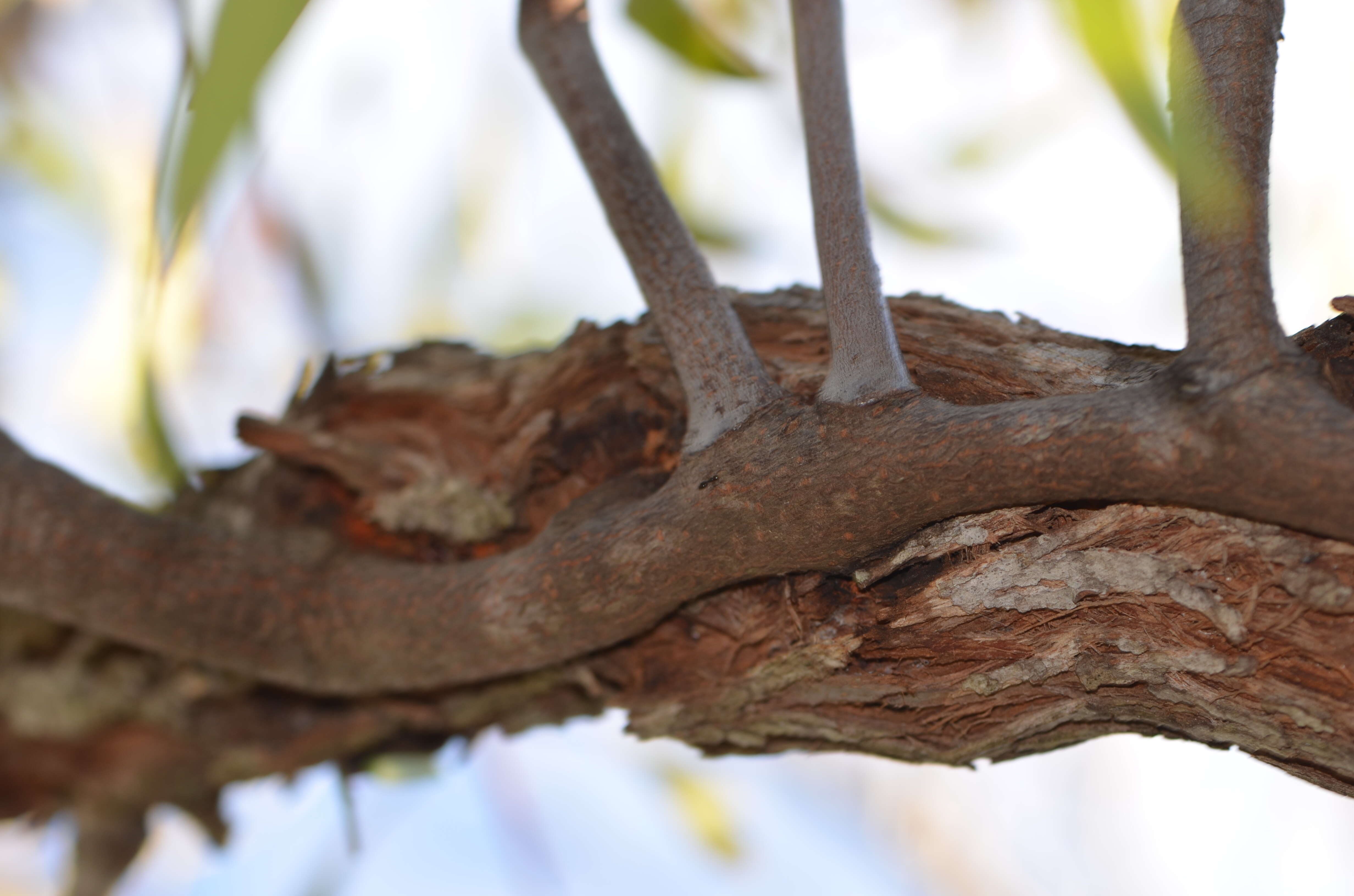 Image of Muellerina eucalyptoides (DC.) Barlow