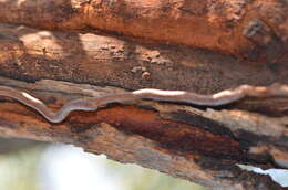Image of Muellerina eucalyptoides (DC.) Barlow