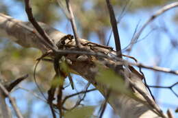 Eucalyptus haemastoma Sm. resmi