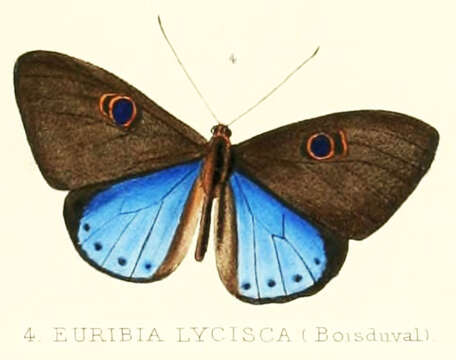 Слика од Eurybia lycisca Westwood (1851)