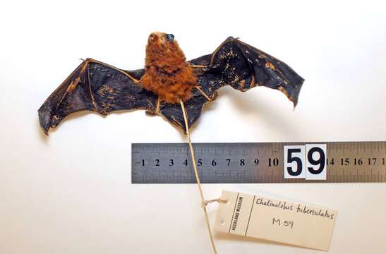 Image of Long-tailed Wattled Bat