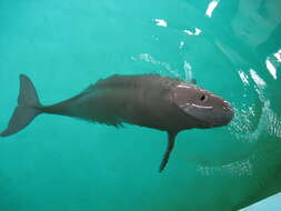 Image of Finless Porpoise