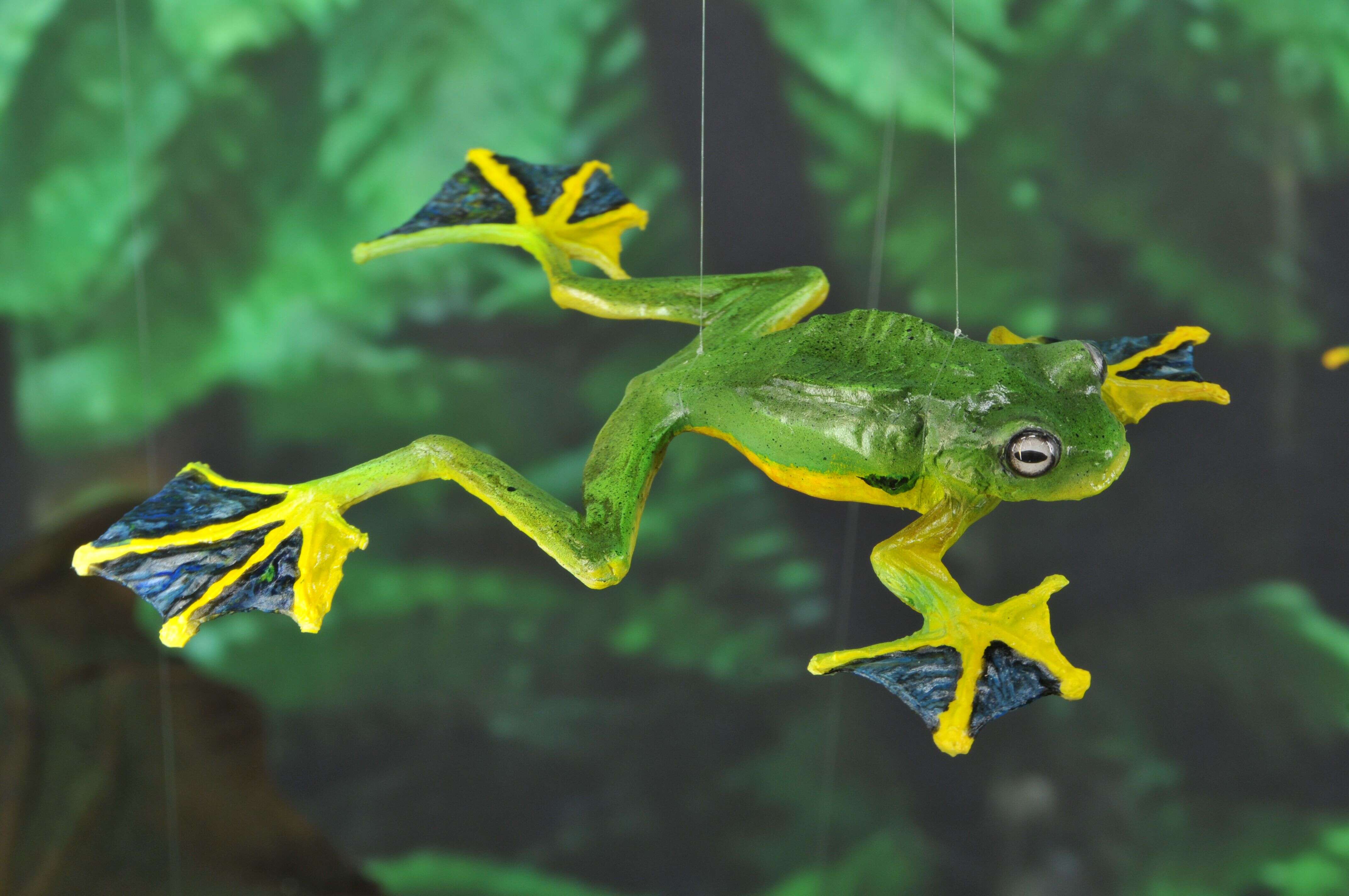 Image of Black-webbed Treefrog