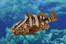 Image of Nassau Grouper