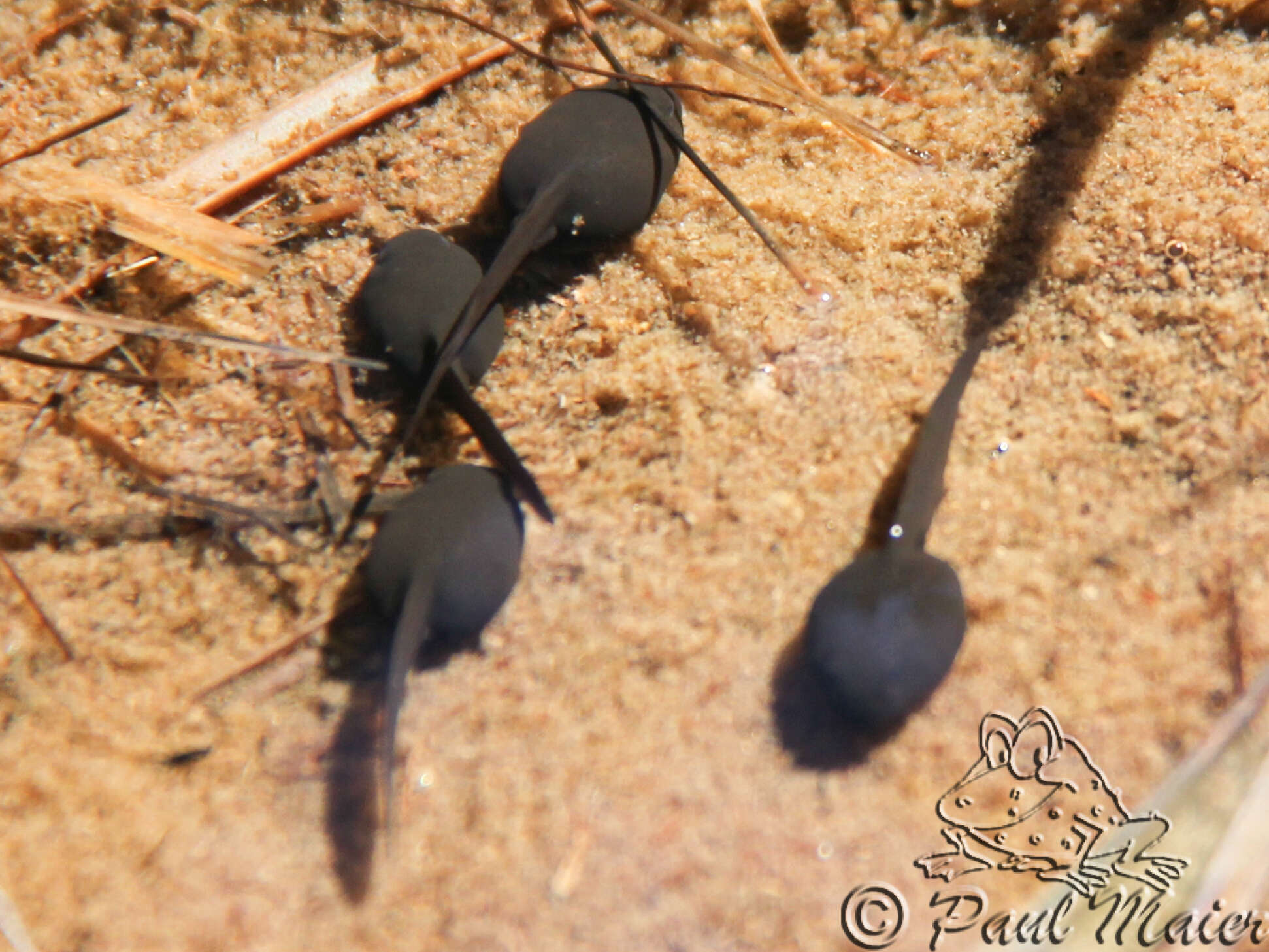 Sivun Anaxyrus canorus (Camp 1916) kuva