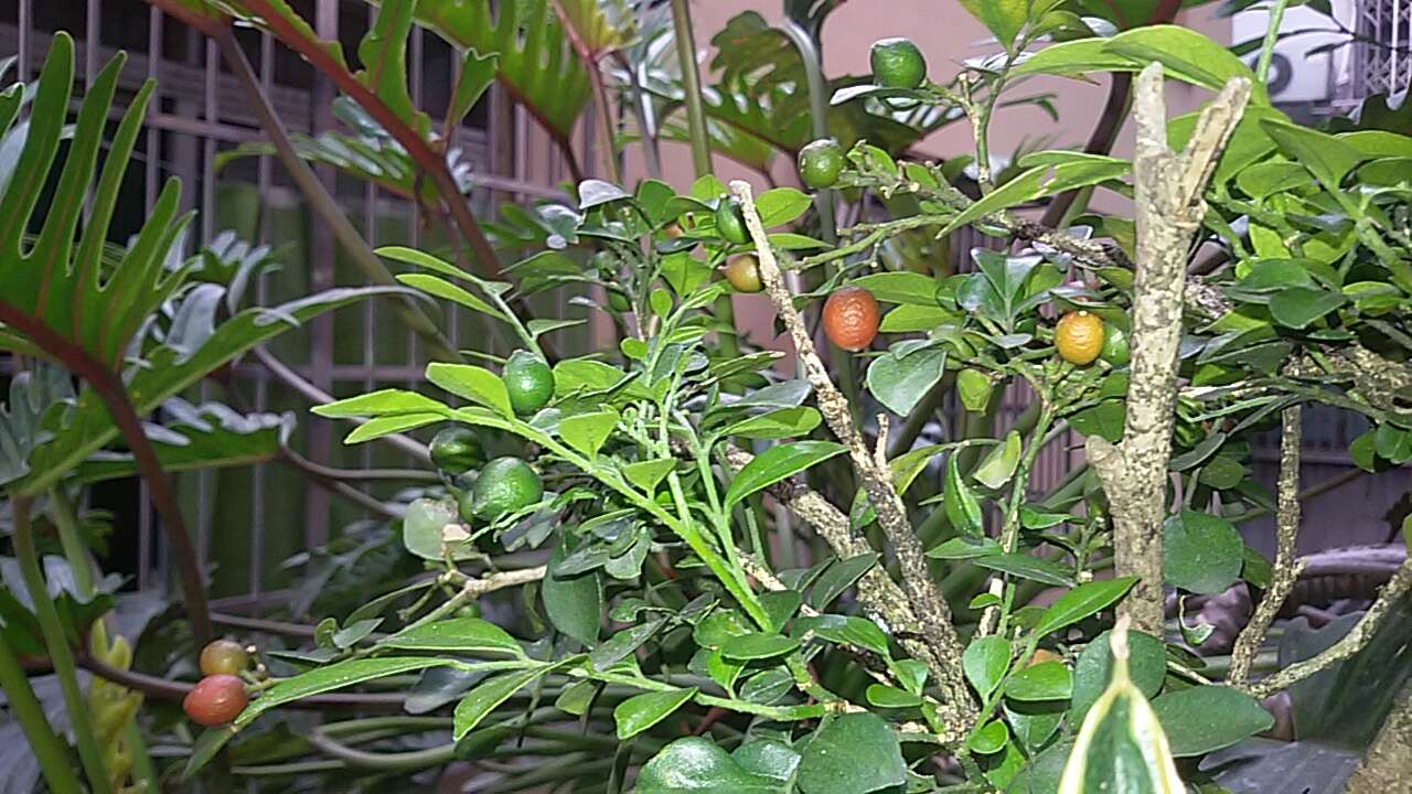 Image of orange jasmine