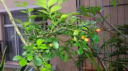 Image of orange jasmine