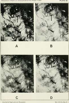 Image of Pythium debaryanum