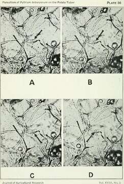 Pythium debaryanum resmi