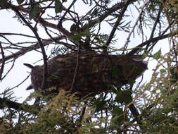 Image of Long-eared Owl